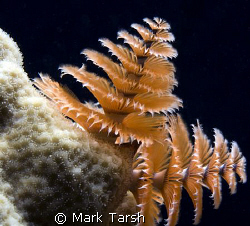 Christmas Tree Worm in white coral. Nikon D80, 60mm by Mark Tarsh 